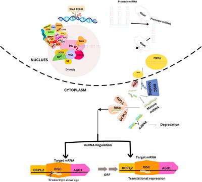 Functional role of microRNA in the regulation of biotic and abiotic stress in agronomic plants